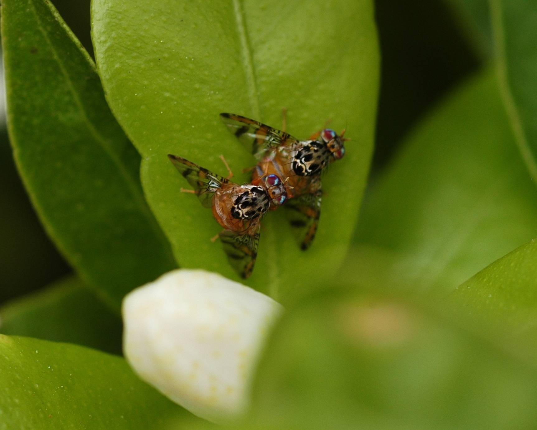 Ceratitis capitata|daño ceratitis capitata
